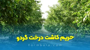 حریم کاشت درخت گردو 