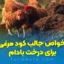 خواص کود مرغی برای بادام