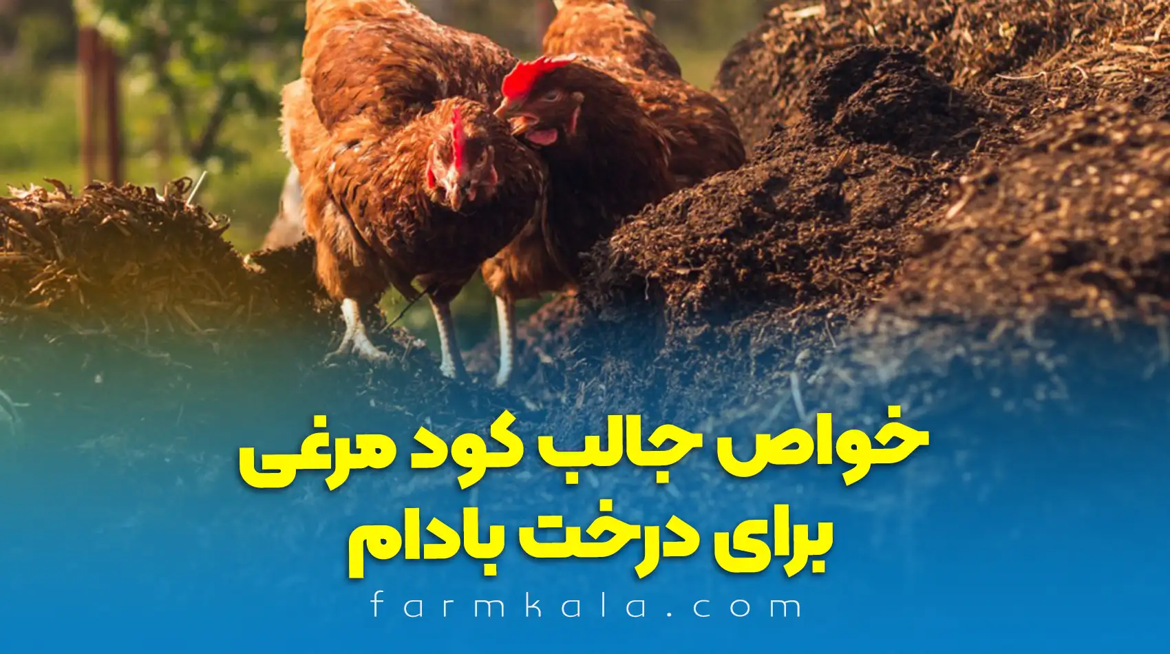 خواص کود مرغی برای بادام