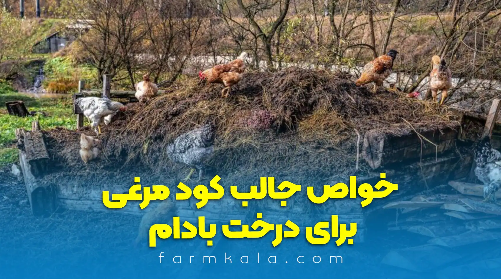 خواص کود مرغی برای بادام