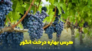 هرس انگور در بهار چگونه است؟ آموزش جامع + نکات مهم