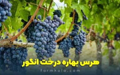 هرس بهاره درخت انگور